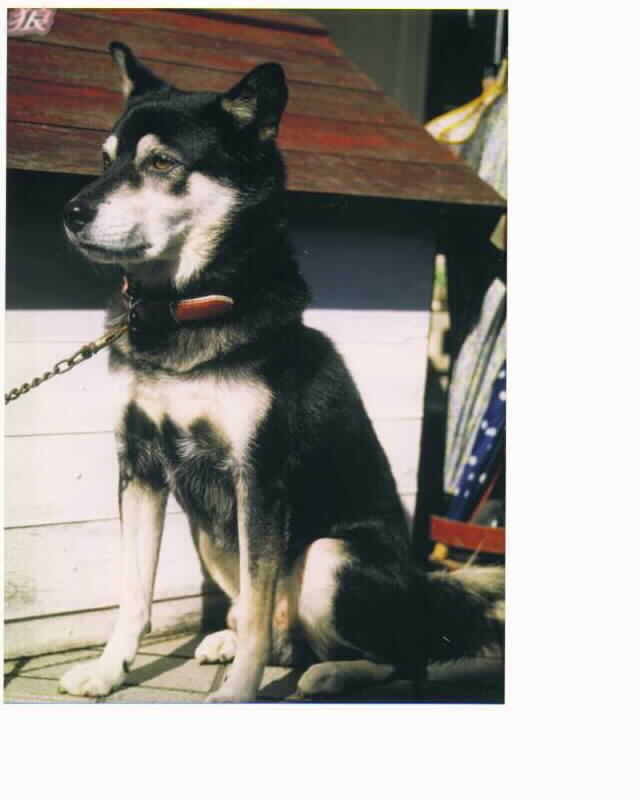 �Ⴂ�R�������